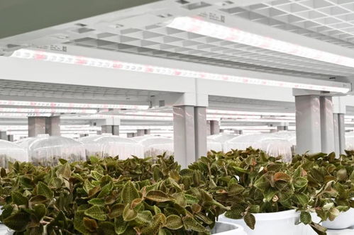 金線蓮的功效、價值與技術開發前景